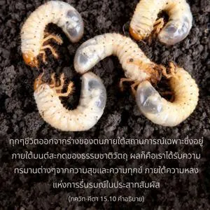 อรรถกถา ภขวัท-คีตา 15 - thumbnail size